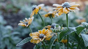 Video of Rudbeckia yellow flowers covered with hoarfrost. Frost in Autumn season in the garden. - Powered by Shutterstock - Get 15% off with code: PIKWIZARD15
