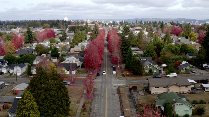 Houses In Neighborhood Lined With Red Maple Trees In Tacoma, Washington. ascending drone shot