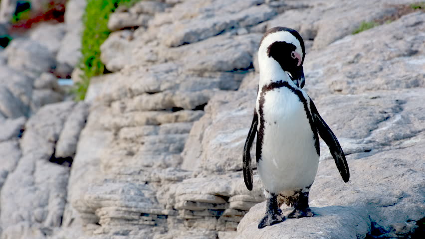 Cape penguin Spheniscus demersus on coastal rocks preening its feathers, close