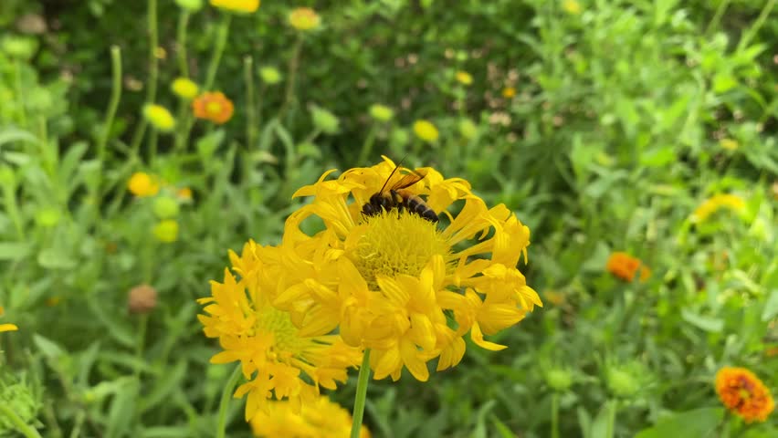 honey bee beautifu nature by anil