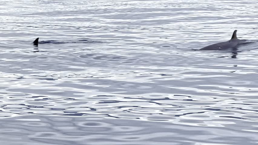A pod of beautiful and rare Beaked whales emerge from the glossy sunlit ocean's surface showing their tiny dorsal fins and blowholes.