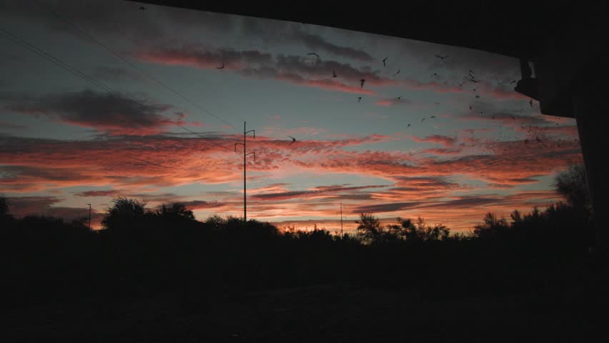 Mexican Free-tailed Bat Colony Bats Emerging Flying Departing from Bridge at Dusk Twilight Evening Orange Sunset Sky