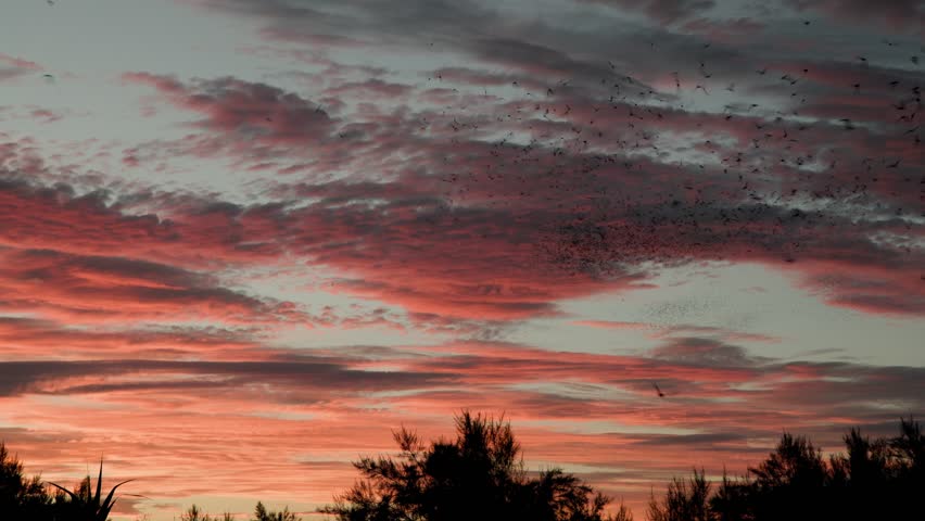 Mexican Free-tailed Bat Colony Bats Emerging Flying at Dusk Twilight Evening Sunset with Orange Sky in American Southwest Desert