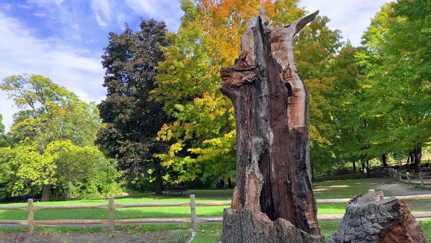 Fallen Oak Tree in High Park Toronto, Canada