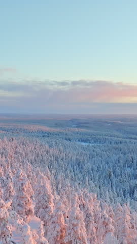Portrait drone shot backwards over arctic snowy woods sunlit pink by the sunrise