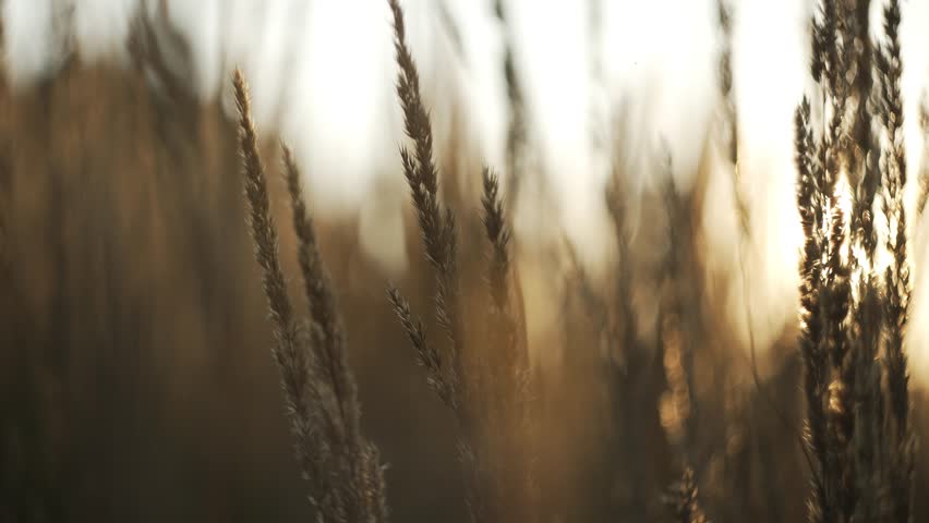 Golden hour sunlight bathes tall wild grass, creating a warm glow as the breeze gently sways the blades. A tranquil scene unfolds, showcasing the beauty of nature at dusk