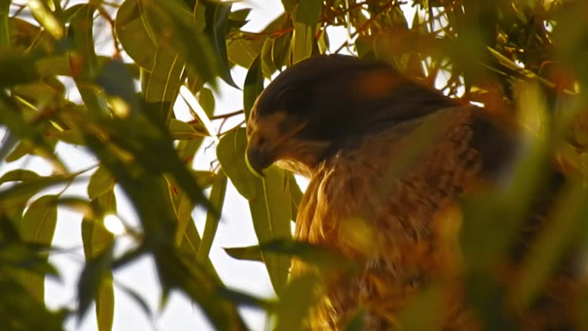 Close Up Of Red Tailed Hawk Perched In Eucalyptus Tree