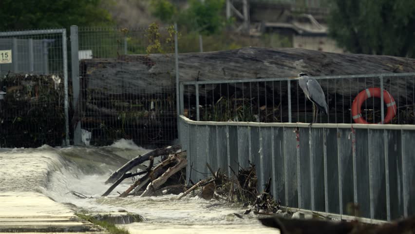 Heron standing on a railing by a water overflow near industrial containers. Juxtaposition of nature and industry