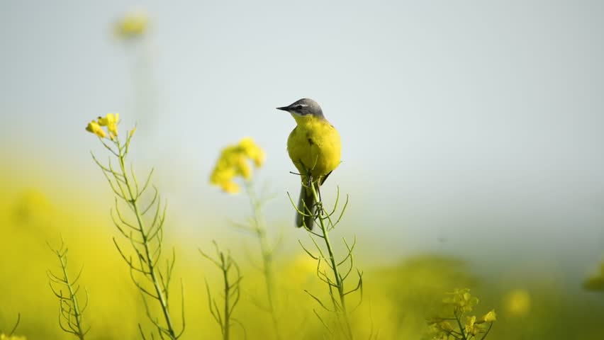 Yellow wagtail bird in rape field ( Motacilla flava )