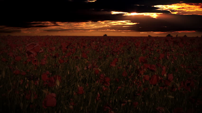 Endless field with blooming red poppies. Evening. Dramatic sky with clouds and