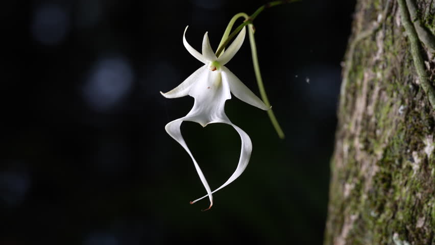 A closeup footage of the rare ghost orchid in full bloom moving by the light wind on a sunny day, with blurred background