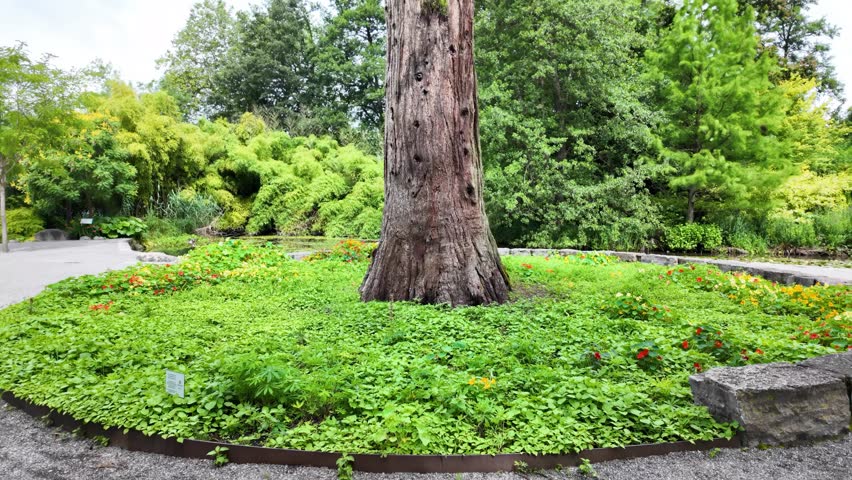 A low angle of an old, tall tree, surrounded by vegetation, on a cloudy day in Island Mainau in lake Constance, Germany