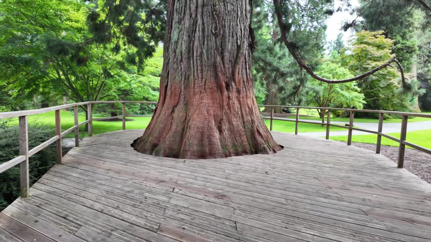 A low angle of an old tree surrounded by a wooden fence, with green trees in the background, in Island Mainau, lake Constance, Germany