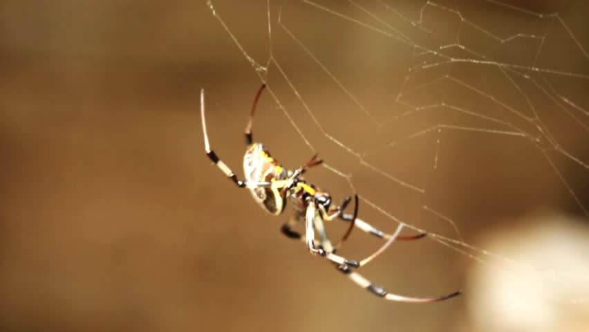 Spider web with dew drops natural video footage
