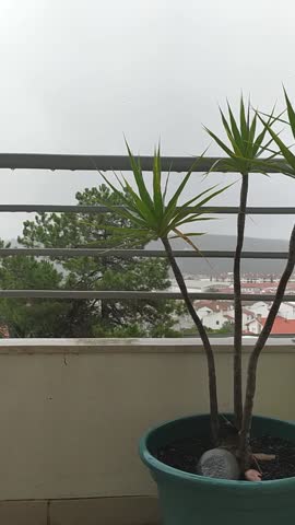 Resort Room Tropical Window View palm in storm