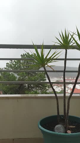 Resort Room Tropical Window View palm in storm