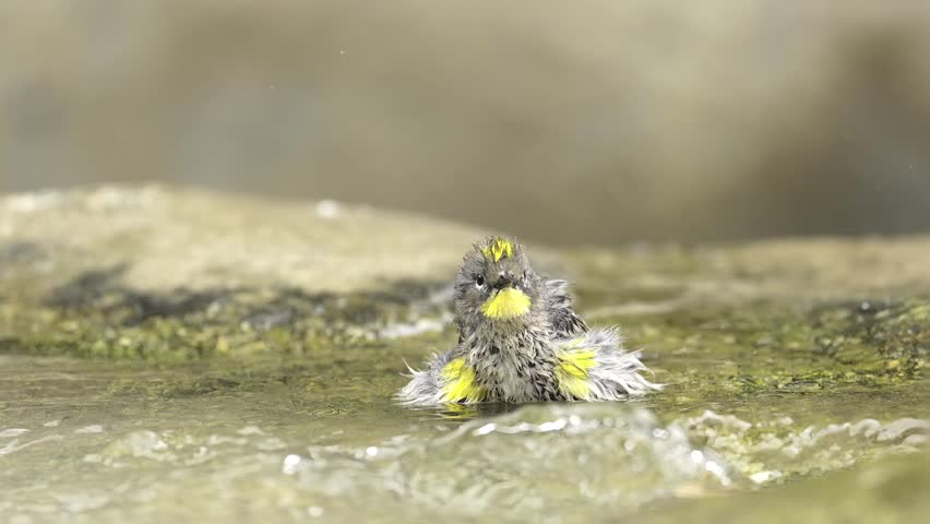  A Yellow-rumped warbler taking a bath in Southern California in the fall.