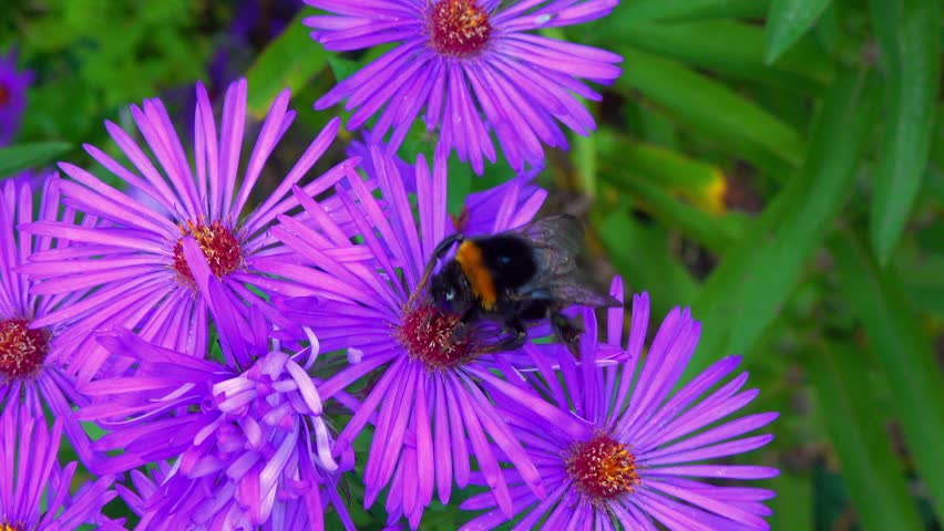 A large bumblebee - Bombus - collects nectar on flowers of an ornamental aster, Ukraine