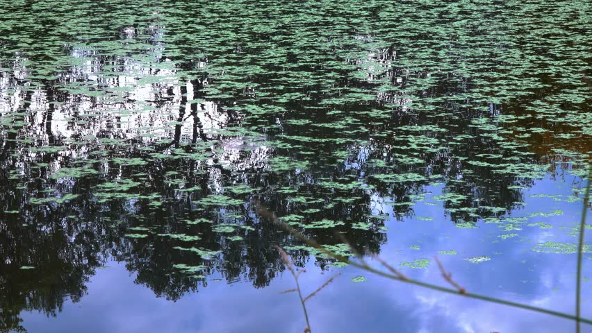 Reflection of trees in the water of a lake, on which aquatic plants Duckweed and Piscia float, Ukraine