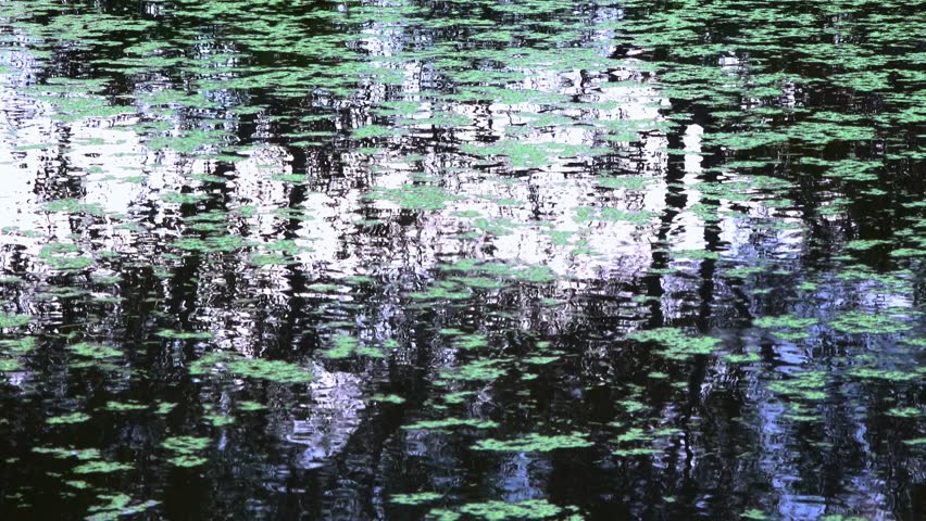 Reflection of trees in the water of a lake, on which aquatic plants Duckweed and Piscia float, Ukraine