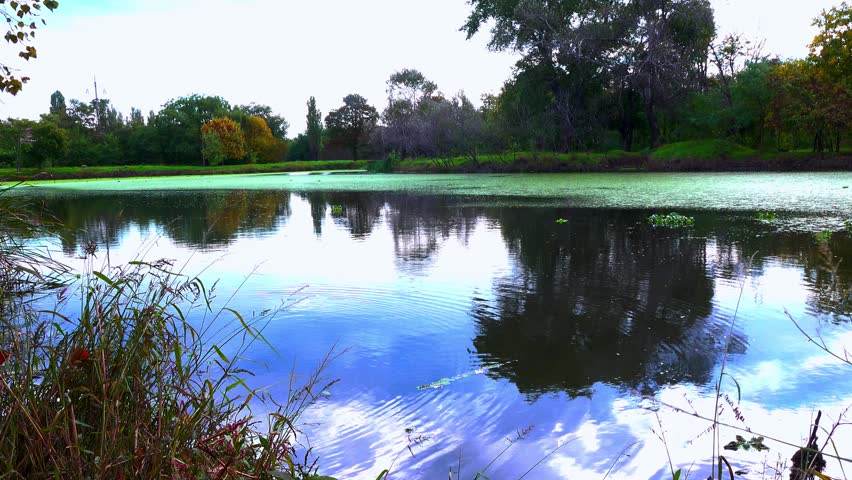 Glare and reflections in a eutrophic lake, water covered with floating aquatic plants Wolffia, Duckweed Lemna and Pistia stratiotes, Ukraine