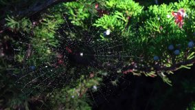 Web with dew drops of a small orb-weaver spider in a park in Odessa, Ukraine - Powered by Shutterstock - Get 15% off with code: PIKWIZARD15