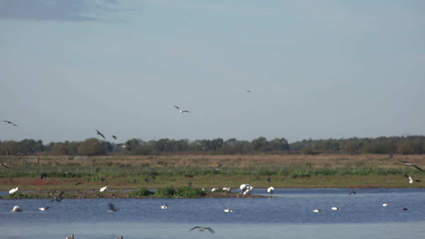Large flock of wading birds flying low over the water. Lapwing and ducks in nature reserve England UK 4K