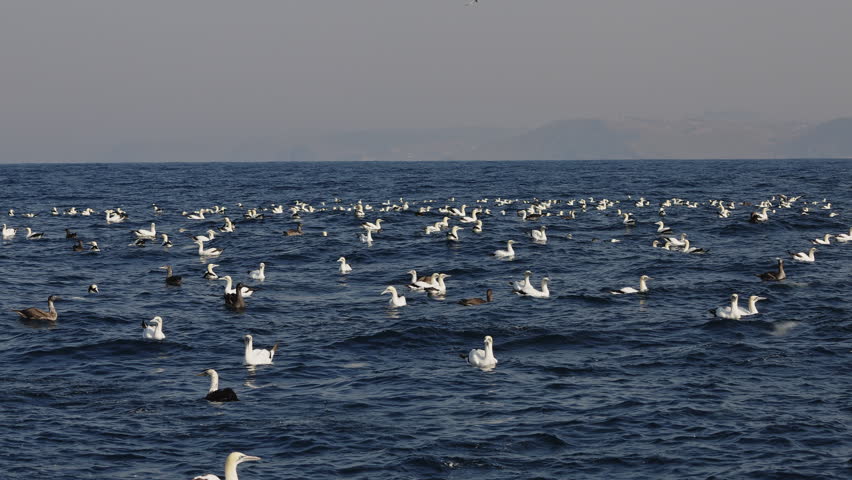 Northern gannet big flock (Morus bassanus) drifting swimming in open sea hunting sardinr fish. Amazing wild birds of South Africa. Sardine run in Wild Coast. Gannets and cormorants swaying on waves