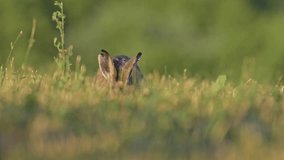 A close up footage of a wild brown hare running on the green grass in a vast meadow on a sunny day, with blurred background - Powered by Shutterstock - Get 15% off with code: PIKWIZARD15