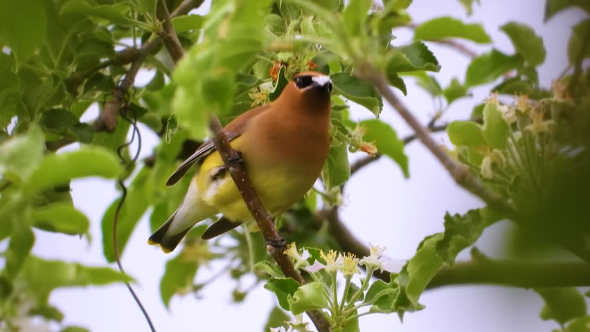 Beautiful Cedar Waxwing perched on leafy tree branch, looking around at Montréal, Canada.