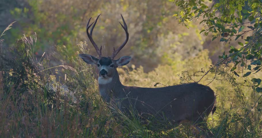Buck with large antlers standing still in brush