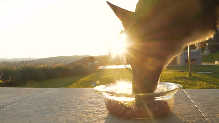 CLOSE UP, LENS FLARE: Brown shepherd dog enjoys a healthy raw meat meal outdoors as sun sets in countryside. Golden sunlight illuminates hungry mixed breed dog as he eats tasty BARF food for dinner.