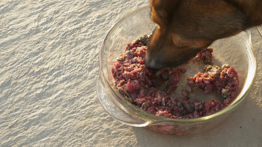 CLOSE UP, TOP DOWN: Mixed breed brown dog eating his healthy raw meat meal from a glass bowl on a sunlit patio. Shepherd dog enjoying his delicious BARF dinner. Proper nutrition for an active doggo.