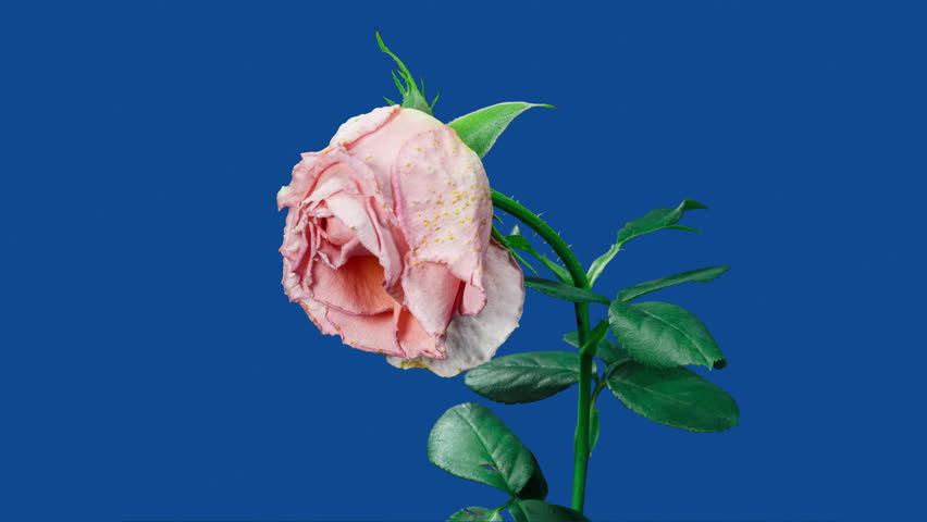 Tender Cream Rose Blooming in Time Lapse. Pink Flower Moving Petals in Fast Motion on a Blue Background and Wilting to Dry Plant