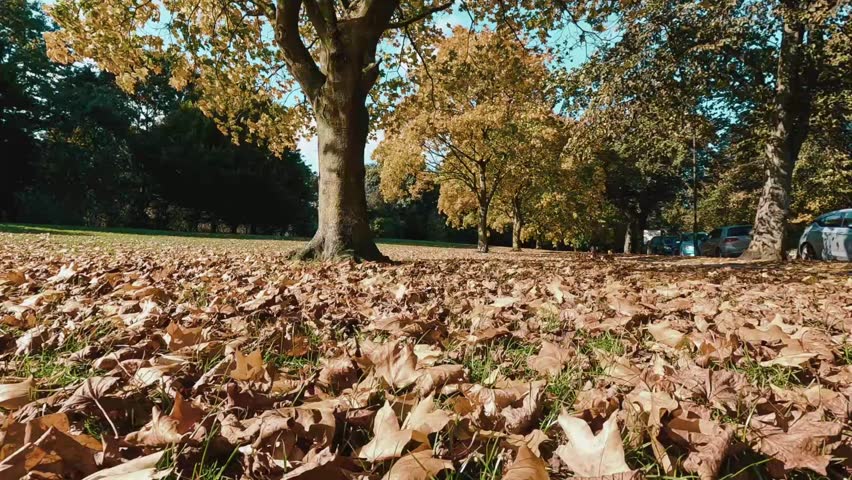 In this video you can view the leafs moved by the wind in the park