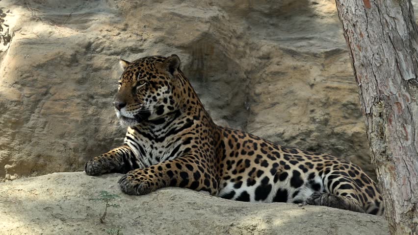 Captivating young jaguar resting on a cliff in the morning sun with breathtaking mountain views