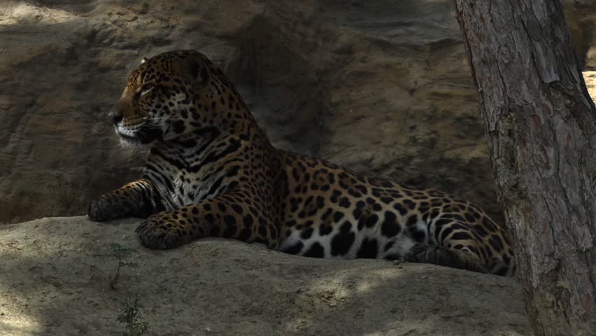 Majestic young jaguar lounges on a rocky cliff in morning sunlight with stunning 4K slow motion