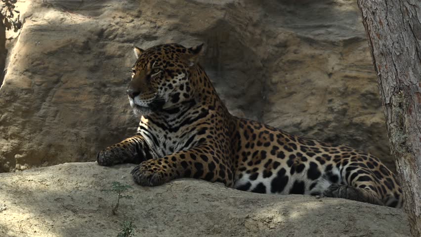 A beautiful young jaguar resting on a mountain cliff, illuminated by the morning sun in stunning 4K slow motion
