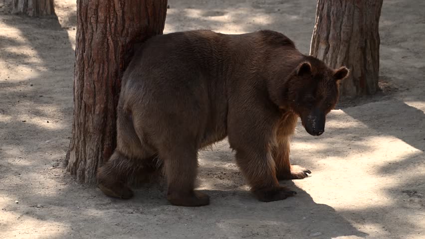 A family of brown bears forages in a serene morning forest near a tranquil lake