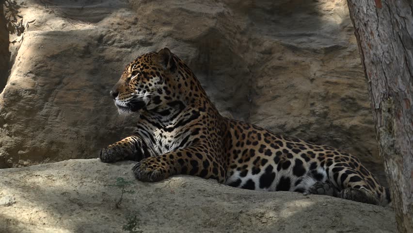 A young jaguar resting on a rocky cliff in the morning sunlight of a vibrant wildlife setting