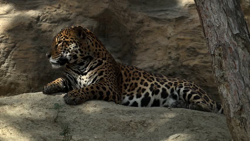 Young jaguar resting on rocks in morning sun rays among cliff mountains in stunning 4k slow motion
