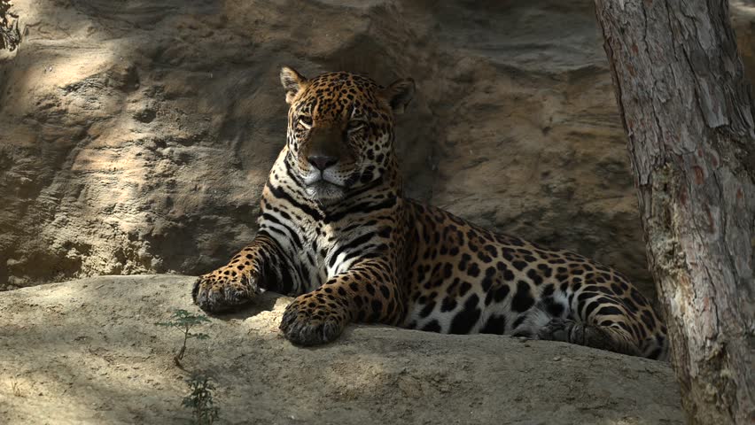 Beautiful rare young jaguar or leopard enjoy warmth of morning sun as he lounge on rocky cliffs surrounded by breathtaking wildlife scenery. 4k High Quality Raw Cinematic Slow motion wildlife video