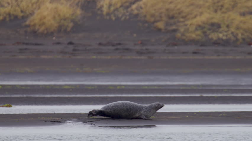 A group of grey seals relaxes on a sandy beach in Iceland as the tide recedes, basking in the warm evening sun and enjoying the serene environment.
