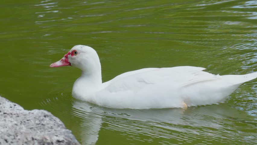 Slow motion of a white duck swimming in a pond