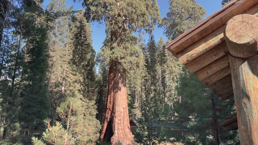 Amazing sequoia tree in the middle of the forest during the summer with clear sky, natural scenery, no people
