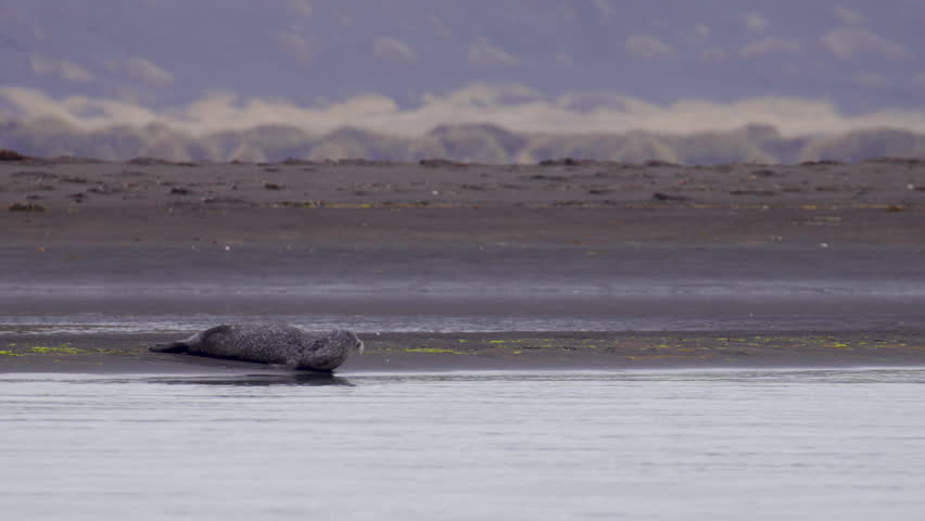 A grey grey seal lounges on a tranquil sandy beach in Iceland, basking in the sun while enjoying the serene summer atmosphere and gentle waves nearby.