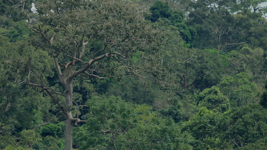 A tree with a lot of leaves is in a forest. The tree is tall and has a lot of branches. The forest is lush and green