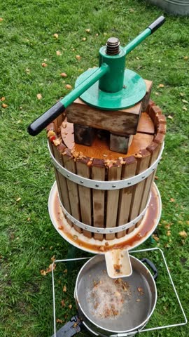 Making homemade cider juice from fallen apples pressing in a hand press with a screw children help to turn the handle cider flows out of the pulp through a sieve the pulp is thrown to the compost