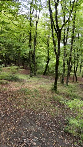 Vertical video of movement among the forest trees.
