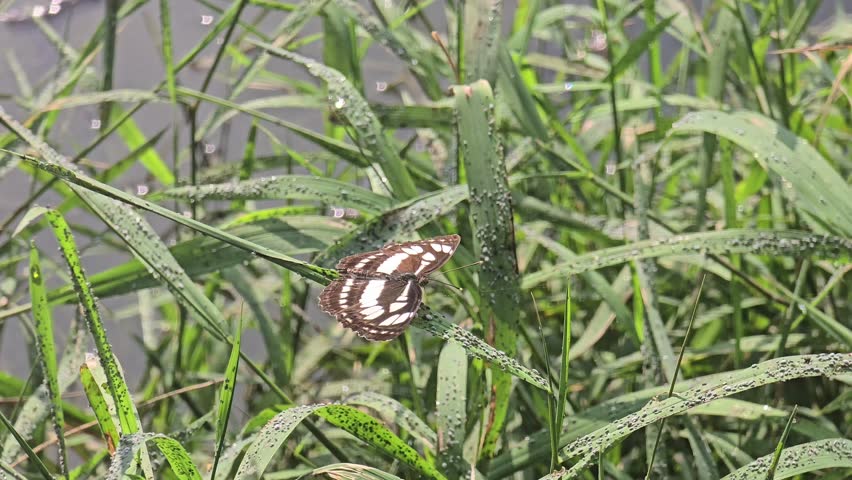 A black and white butterfly rests on dew-covered green grass near a water surface.

